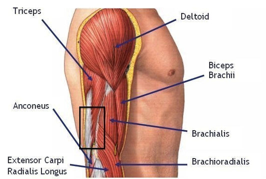 ''De wetenschap achter groei van biceps en triceps spieren''